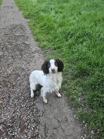 Springer spaniel kc reg 15 months old from good bloodlines for sale in Cannock, Staffordshire - Image 2