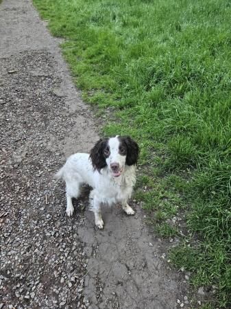 Springer spaniel kc reg 15 months old from good bloodlines for sale in Cannock, Staffordshire - Image 5