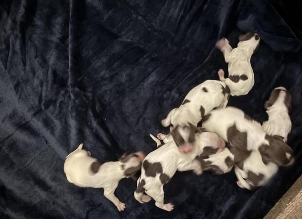 Springer Spaniel KC Registered Puppies Litter of 10 for sale in Bridgend/Pen-y-Bont ar-ogwr, Bridgend - Image 3
