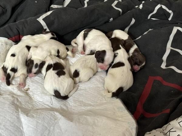 Springer Spaniel KC Registered Puppies Litter of 10 for sale in Bridgend/Pen-y-Bont ar-ogwr, Bridgend - Image 5