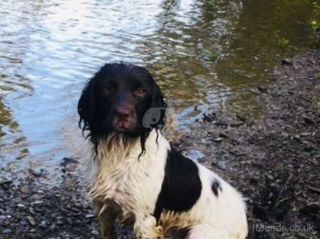 Springer Spaniel - Liver & White for sale in Ludlow, Shropshire