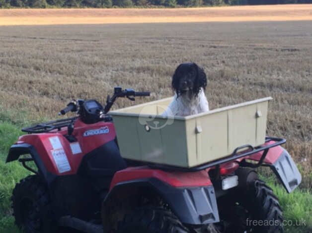 Springer Spaniels for sale in Ludlow, Shropshire