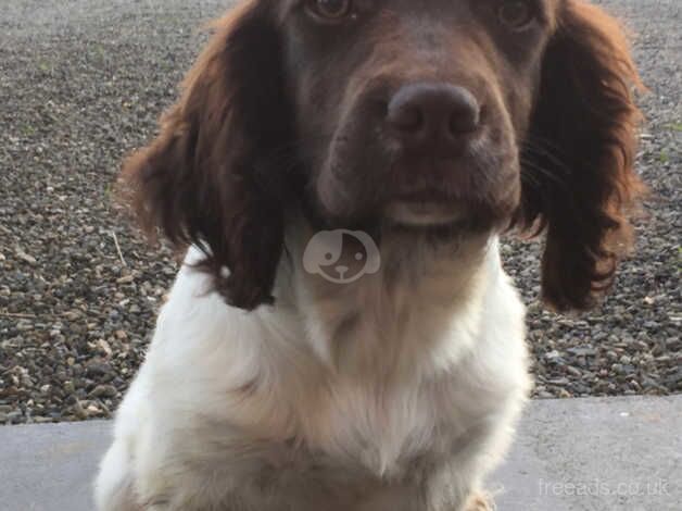 Springer Spaniel Puppies for sale in Shropshire