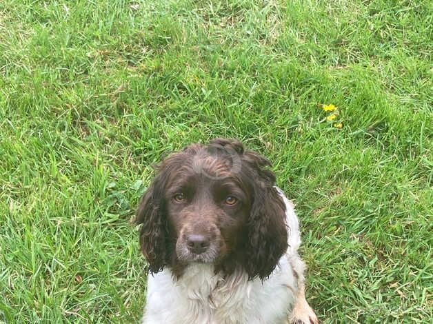 Springer Spaniel Puppies for sale