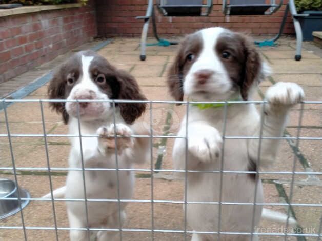 Springer Spaniel Male Puppy for sale in Esh Winning, County Durham