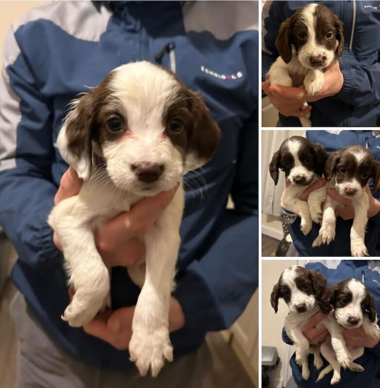 Springer spaniel puppies for sale in Blackhall Colliery, Durham - Image 1