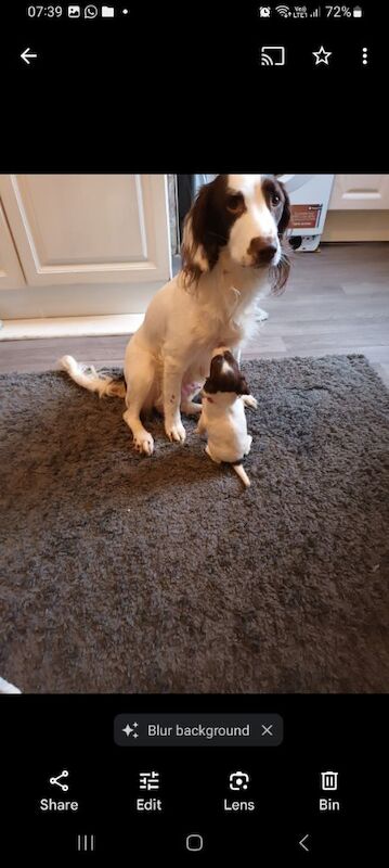 Springer spaniel puppies for sale in Blackhall Colliery, Durham - Image 2