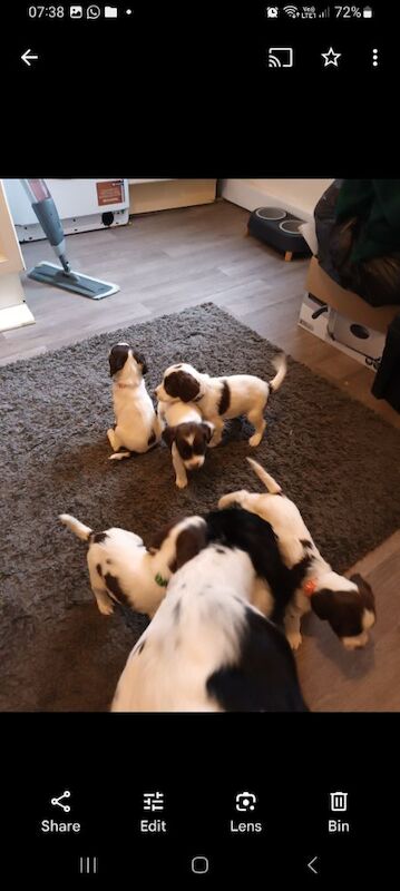 Springer spaniel puppies for sale in Blackhall Colliery, Durham - Image 3