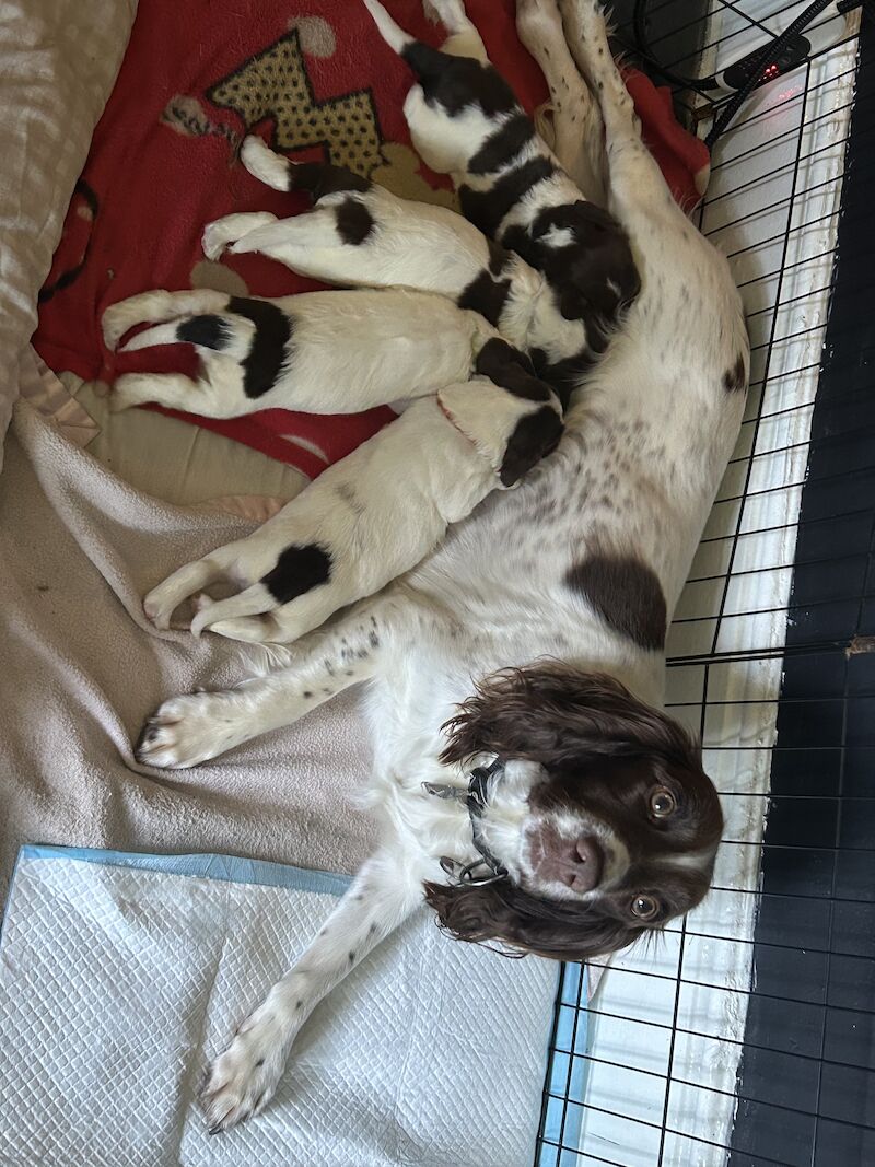 Springer spaniel puppies for sale in Grantham, Lincolnshire - Image 1