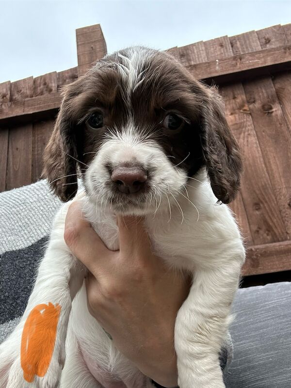 Springer spaniel puppies for sale in Grantham, Lincolnshire - Image 2