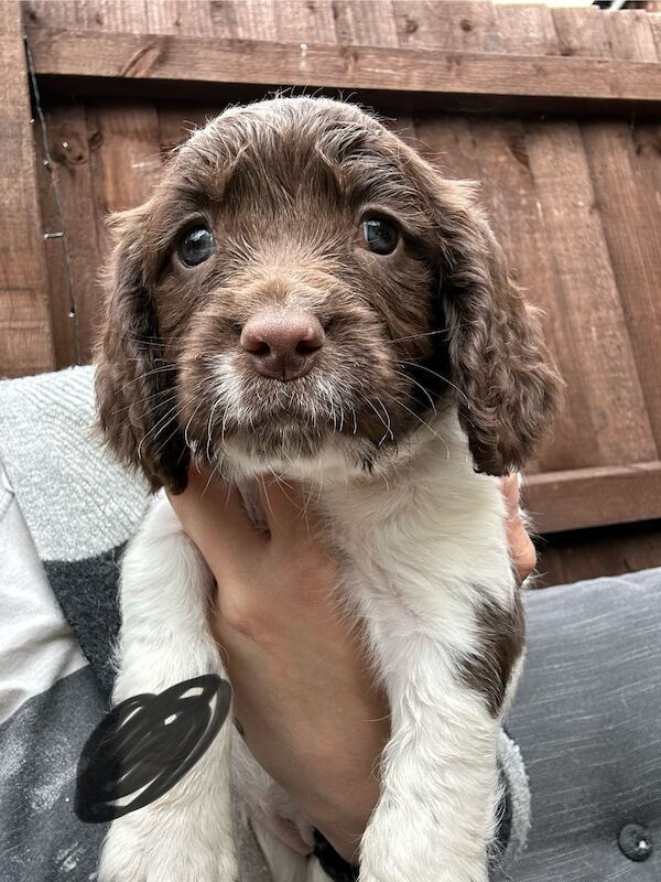 Springer spaniel puppies for sale in Grantham, Lincolnshire - Image 3