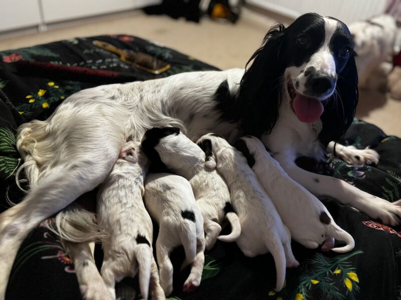 Springer spaniel puppies for sale in Nottingham, Nottinghamshire