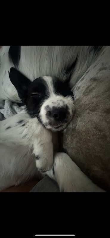 Springer spaniel puppies for sale in Nottingham, Nottinghamshire - Image 2