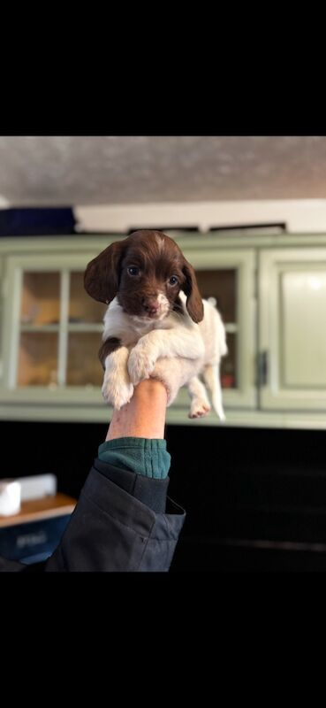 Springer spaniel puppies for sale in Nottingham, Nottinghamshire - Image 3