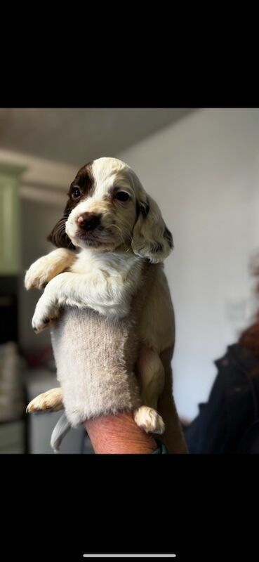 Springer spaniel puppies for sale in Nottingham, Nottinghamshire - Image 4