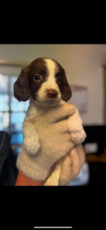 Springer spaniel puppies for sale in Nottingham, Nottinghamshire - Image 5