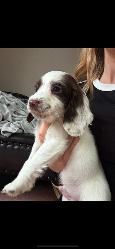 Springer spaniel puppies for sale in Nottingham, Nottinghamshire - Image 6