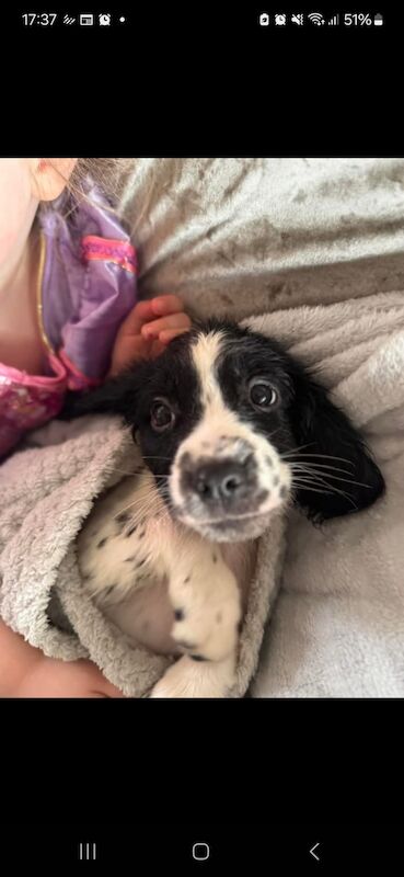 Springer spaniel puppies for sale in Nottingham, Nottinghamshire - Image 7