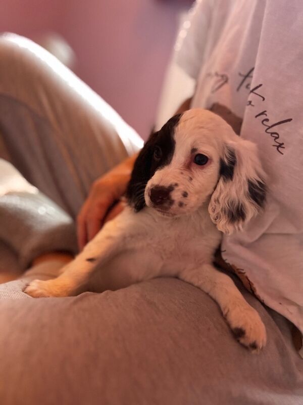 Springer spaniel puppies for sale in Nottingham, Nottinghamshire - Image 8