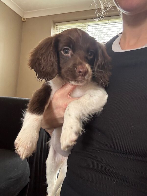 Springer spaniel puppies for sale in Nottingham, Nottinghamshire - Image 9