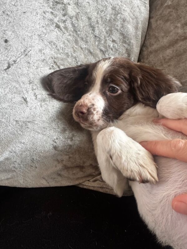 Springer spaniel puppies for sale in Nottingham, Nottinghamshire - Image 10