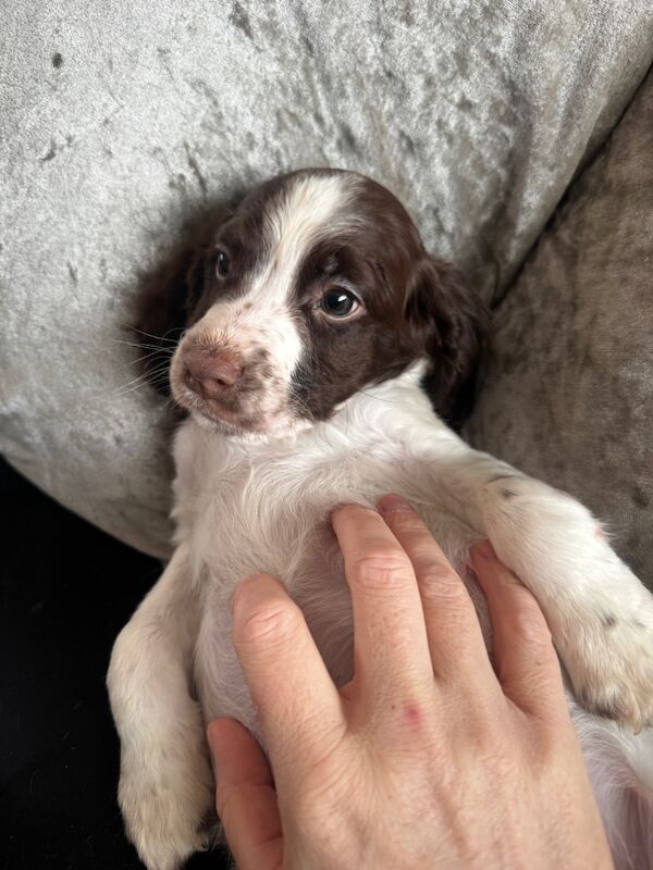 Springer spaniel puppies for sale in Nottingham, Nottinghamshire - Image 11