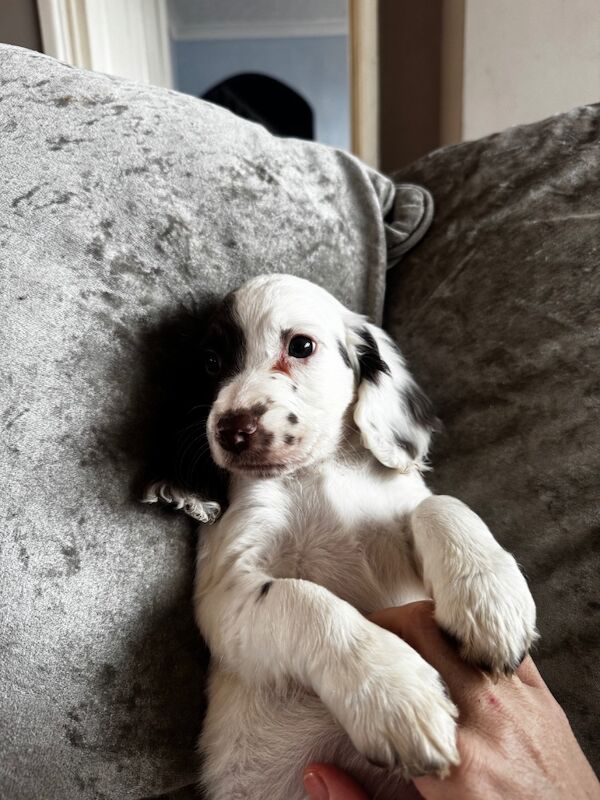 Springer spaniel puppies for sale in Nottingham, Nottinghamshire - Image 12