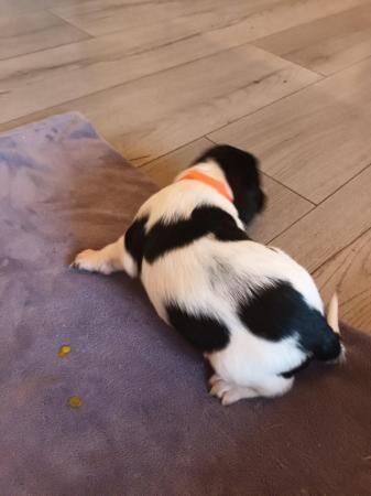 Springer spaniel puppies for sale in Peterlee, County Durham