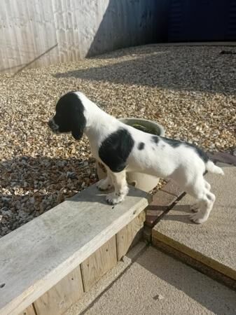 Springer spaniel puppies for sale in Aberdare/Aberdar, Rhondda Cynon Taf - Image 1