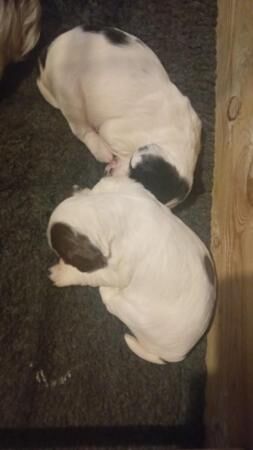 Springer spaniel puppies for sale in Aberdare/Aberdar, Rhondda Cynon Taf - Image 2