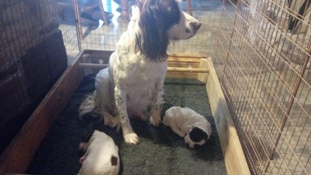 Springer spaniel puppies for sale in Aberdare/Aberdar, Rhondda Cynon Taf - Image 5