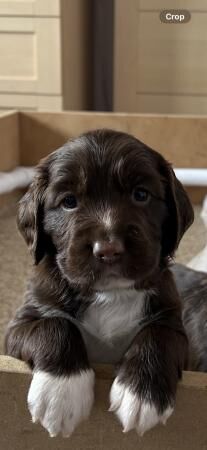 Springer Spaniel Puppies for sale in Great Barr, West Midlands