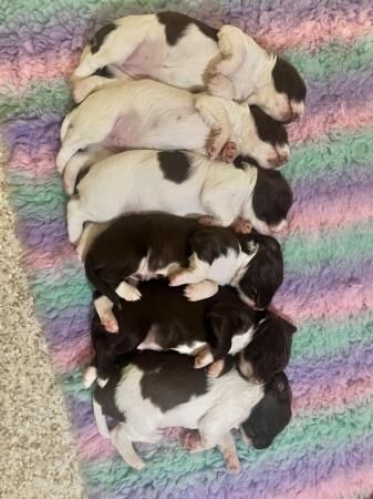 Springer Spaniel Puppies for sale in Great Barr, West Midlands - Image 2