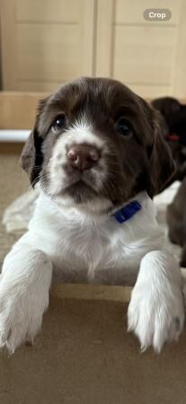Springer Spaniel Puppies for sale in Great Barr, West Midlands - Image 4