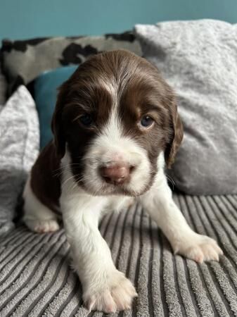 Springer Spaniel Puppies for sale in Great Barr, West Midlands - Image 5