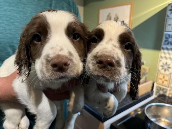 Springer spaniel puppies for sale in Pocklington, East Riding of Yorkshire