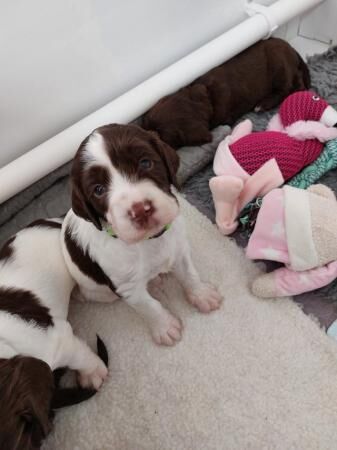 SPRINGER Spaniel Puppies (4 weeks old) for sale in Bolton Green, Lancashire