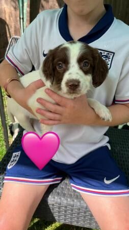 Springer spaniel puppies for sale in Upton upon Severn, Worcestershire