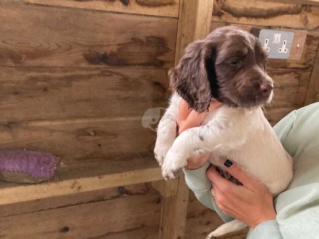 Springer Spaniel Puppies For Sale Under £1,000