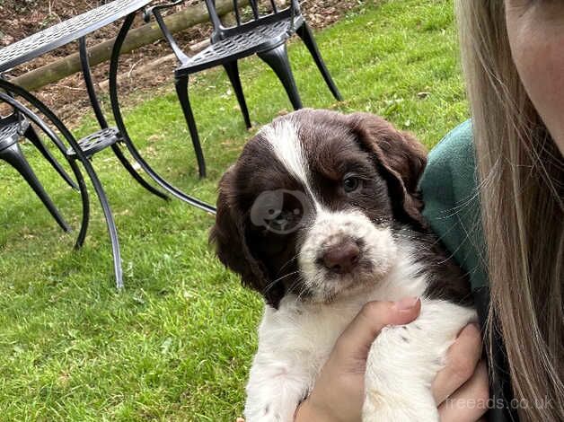 Springer spaniel puppies for sale in Plymouth, Devon - Image 1