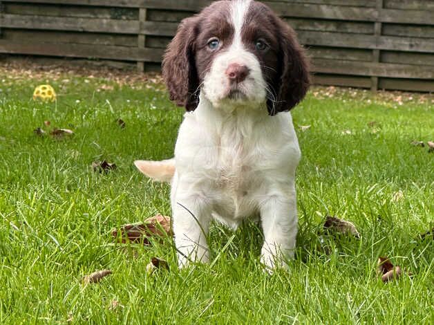 Springer spaniel puppies for sale in Plymouth, Devon - Image 3