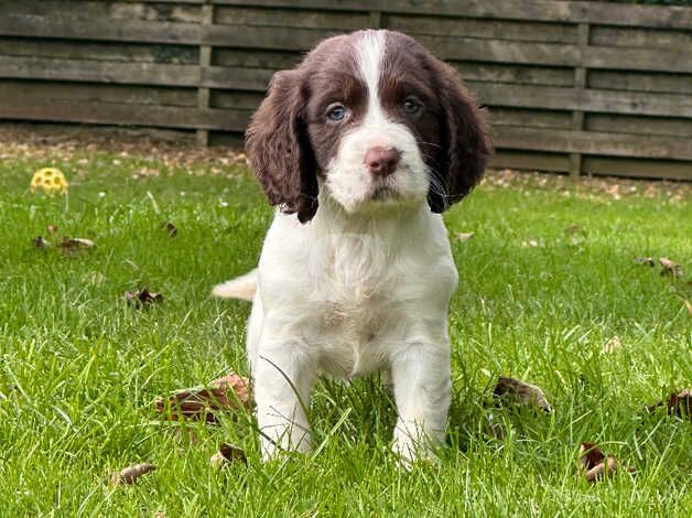 Springer spaniel puppies for sale in Plymouth, Devon - Image 4