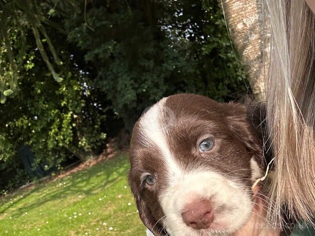 Springer spaniel puppies for sale in Plymouth, Devon - Image 5