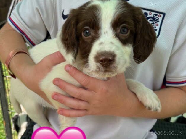 Springer spaniel puppies for sale - ready now for sale in Worcester, Worcestershire