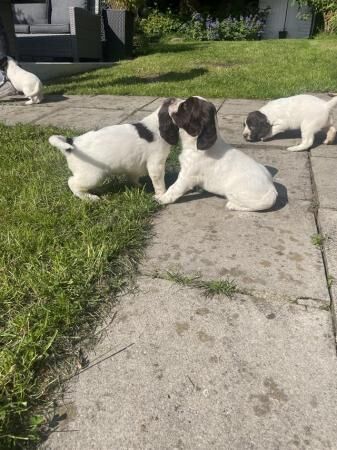 Springer Spaniel puppies for sale x2 boys x2 bitches for sale in Horwich, Greater Manchester - Image 1
