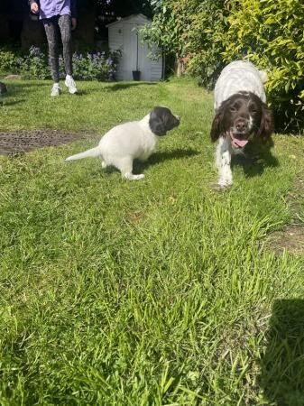 Springer Spaniel puppies for sale x2 boys x2 bitches for sale in Horwich, Greater Manchester - Image 2