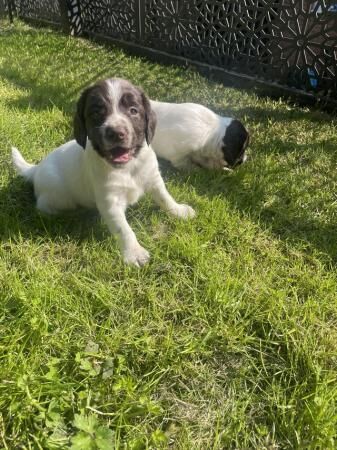 Springer Spaniel puppies for sale x2 boys x2 bitches for sale in Horwich, Greater Manchester - Image 3