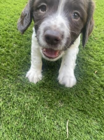 Springer Spaniel puppies for sale x2 boys x2 bitches for sale in Horwich, Greater Manchester - Image 5