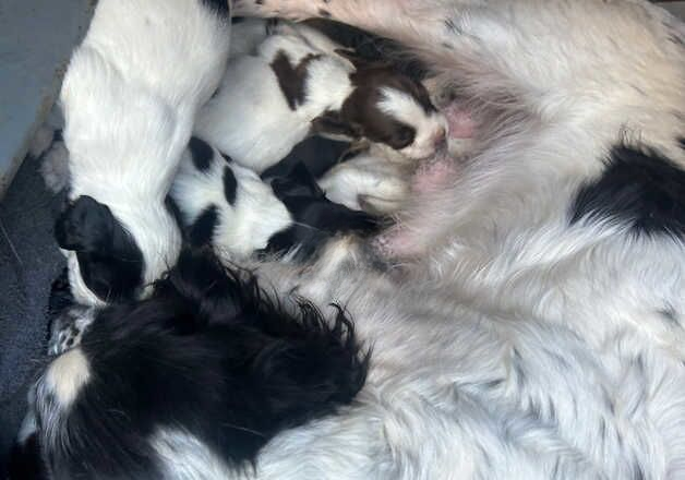 Springer spaniel puppies for sale in Crediton, Devon