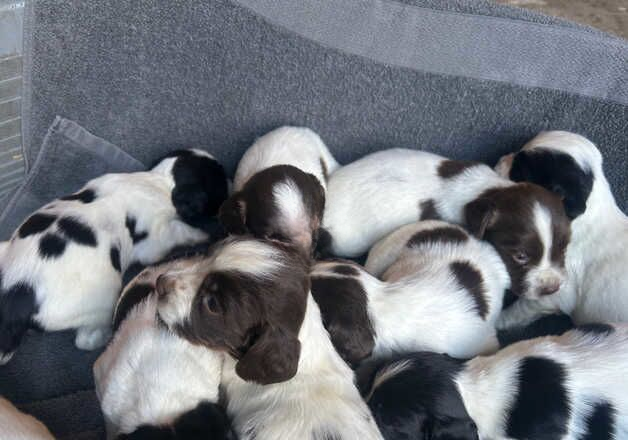 Springer spaniel puppies for sale in Crediton, Devon - Image 2